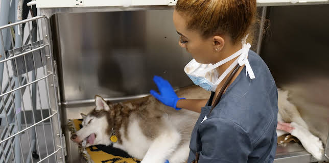 03:00: The Vet Life (S3 E14) (S3) | Animal Planet | 1/1 2026