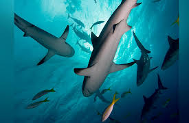 What Darwin Didn't Know: The Modern Science of Evolution: Evolution Doesn’t Repeat, but It Rhymes