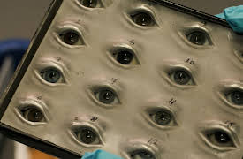 Eugenics Science39s Greatest Scandal: Origins of a Nazi Ideology