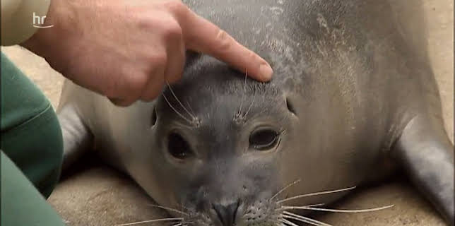 05:50: Giraffe, Erdmännchen & Co. (198) | HR Fernsehen | 3/20 2026