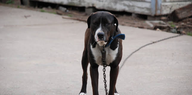 10:20: Animal Cops Houston (S9 E10) (S9) | Animal Planet | 2/5 2026