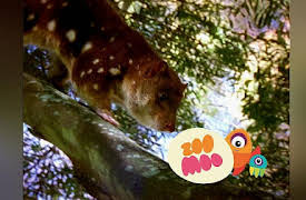 Growing Up: Tasmanian Devil Piggyback