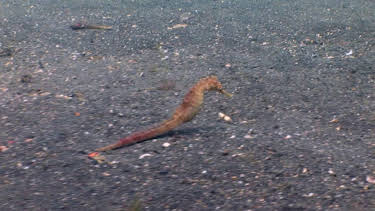 05:15: Dyrenes utrolige evner (S1 E30) (S1) | Animal Planet | 4/26 2026