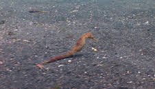 Dyrenes utrolige evner (S1 E30)