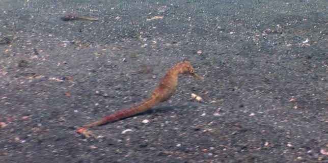 05:38: Dyrenes utrolige evner (S1 E30) (S1) | Animal Planet | 12/14 2025