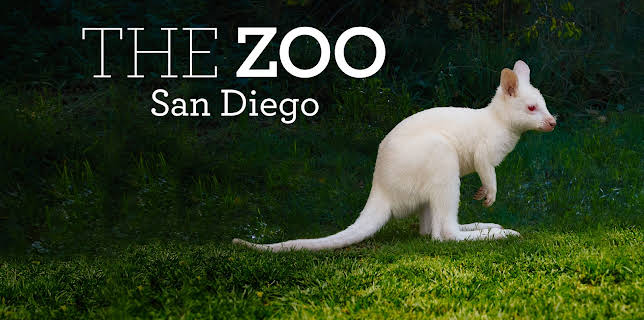 06:50: The Zoo: San Diego (S2 E2) (S2) | Animal Planet | 3/5 2026