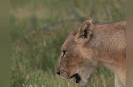 Into the Pride: Season 1: Breakthrough