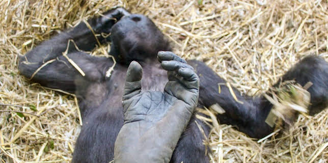 00:05: Der unsichtbare Zoo | Arte | 3/17 2026