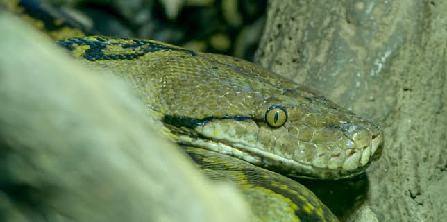 12:40 PM: Go Wild (S2) | Cbeebies | 3/9 2026