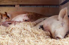 Saved By the Barn Season 1: Hog Chase Rescue