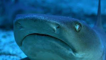 8:00 PM: Blue Planet (S1 E3) (S1) | Yesterday | 12/28 2025