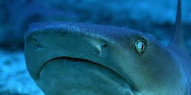 7:00 PM: Blue Planet (S1 E3) (S1) | Yesterday | 12/28 2025