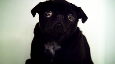 4:00 PM: The Supervet: Noel Fitzpatrick (S5 E17) (S5) | W | 4/5 2026