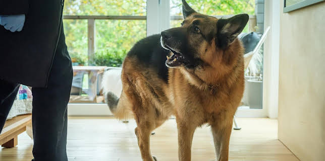 14:45: Hudson & Rex | TV 2 Livsstil | 11/16 2025