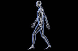 A New History of Life: These Limbs Were Made for Walking?