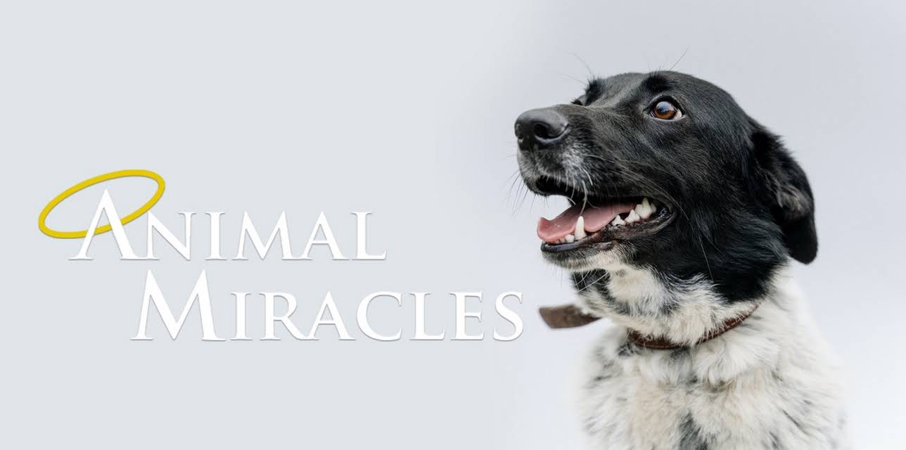 Animal Miracles