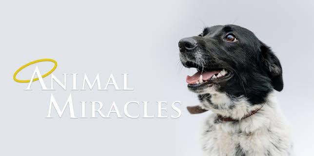 Animal Miracles