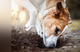 Dog Training 101: Housetraining, Chewing, and Digging