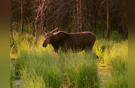 Inside America's National Parks: Inside Grand Teton National Park