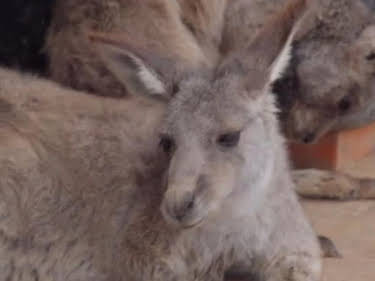 04:55: Australiens Tierrettung - Einsatz am Bondi Beach | Sixx | 6/27 2026
