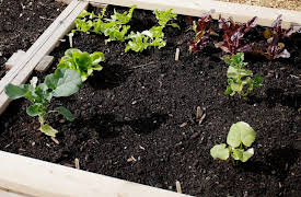 How to Grow Anything: Food Gardening for Everyone: Building Your Garden Foundation
