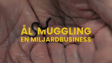 21:40: Dokument utifrån: Ålsmuggling - en miljardbusiness | Kunskapskanalen | 5/20 2026