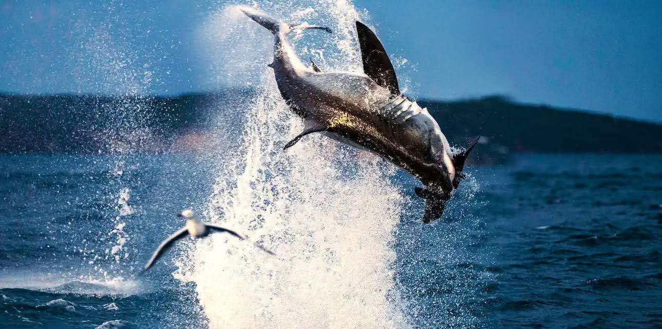 Air Jaws: Back from the Dead (2018)