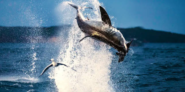 Air Jaws: Back from the Dead (2018)