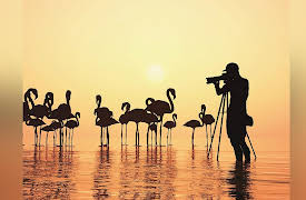 The National Geographic Guide to Birding in North America: Photography for Birders