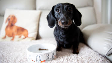 6:00 PM: The Supervet: Noel Fitzpatrick (S6 E2) (S6) | W | 3/9 2026