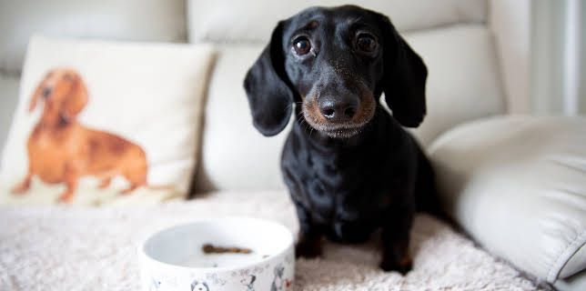 4:00 PM: The Supervet: Noel Fitzpatrick (S6 E2) (S6) | W | 11/30 2025