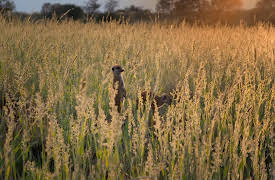 Meerkat Manor: Rise of the Dynasty, Season 1: New Beginnings