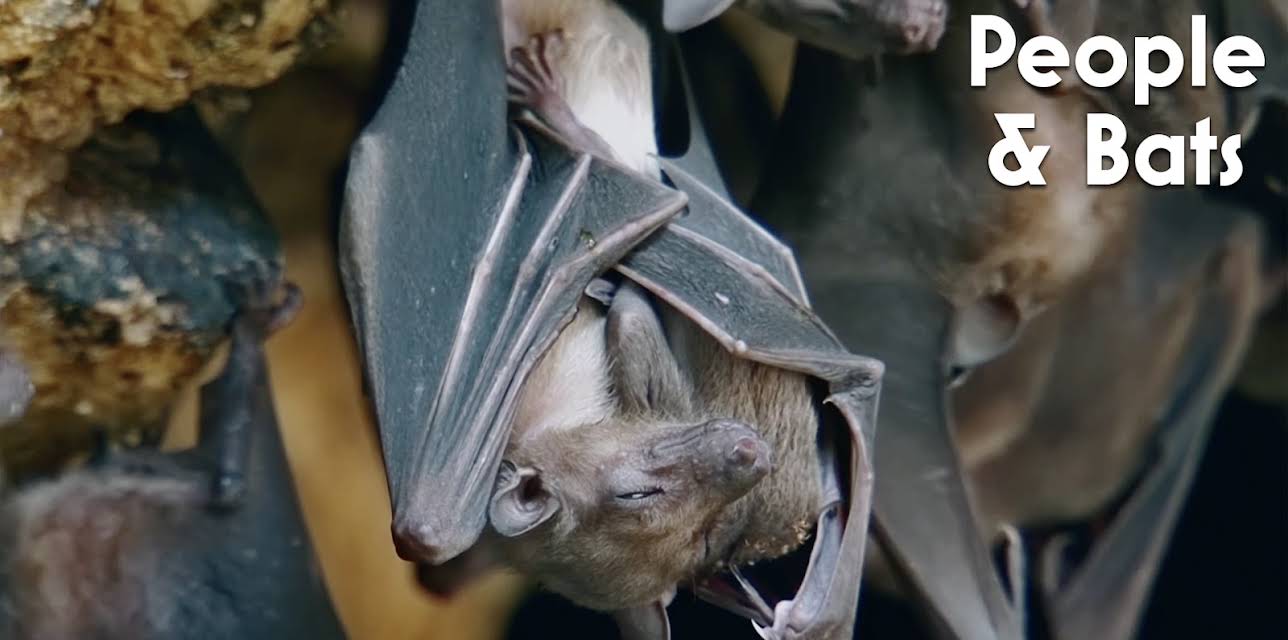 People & Bats (2020)