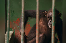 Dodo Heroes: Courage Up Close: Finding a Friend for Ponso