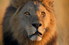 Big Cats 24/7: Seeking the Cheetah