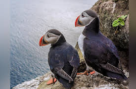 The Great Tours: Iceland: Iceland’s Freshwater, Sea, and Land Birds