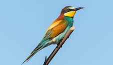 Von der Steppe in die Alpen - Vögel in Österreich