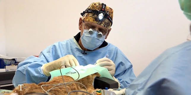 03:00: Tierarzt für alle Felle | MDR Fernsehen | 12/23 2025