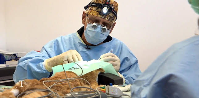 Tierarzt für alle Felle