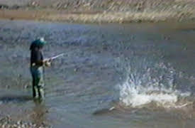 Funniest Pets and People: Soak-Up the Sun