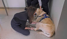 Australiens Tierrettung - Einsatz am Bondi Beach