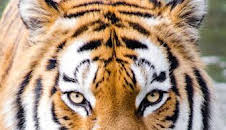 Trufa negra. Simbiosis perfecta