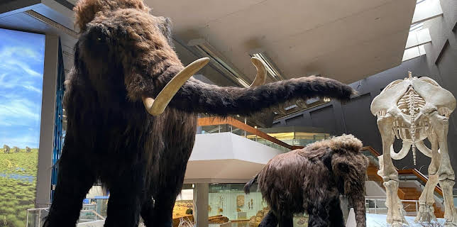 12:05: Rückkehr der Mammuts? Die Wiederbelebung ausgestorbener Arten | ZDFinfo | 12/25 2025