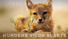 Världens natur: Hundens vilda släkte
