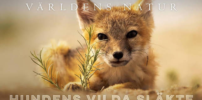 21:45: Världens natur: Hundens vilda släkte | Kunskapskanalen | 1/2 2026