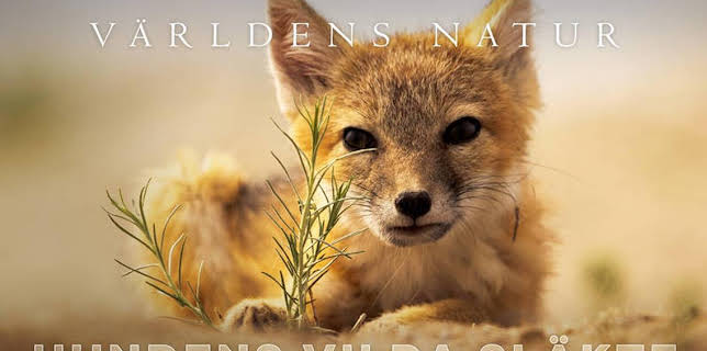 Världens natur: Hundens vilda släkte