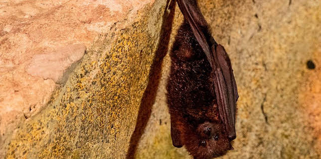 12:40 PM: Go Wild (S1) | Cbeebies | 1/16 2026