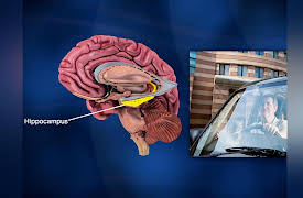 Language and the Mind: The Benefits of Bilingualism