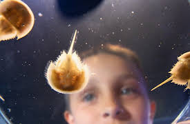 Splash and Bubbles: Get Your Feet Wet, Season 1: Horseshoe Crabs