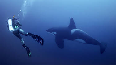 02:00: Under overflaten: Jakter på hval | NRK 1 | 4/20 2026